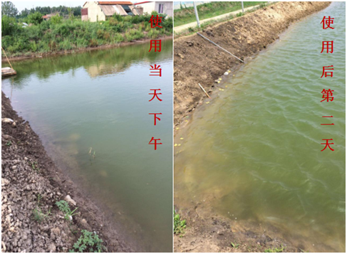 肥水困難、藻類(lèi)缺乏處理前后效果